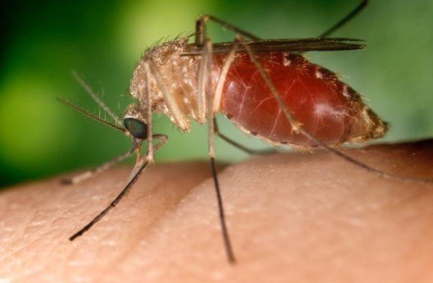 Aumentam as evidências de que pernilongo também pode transmitir Zika