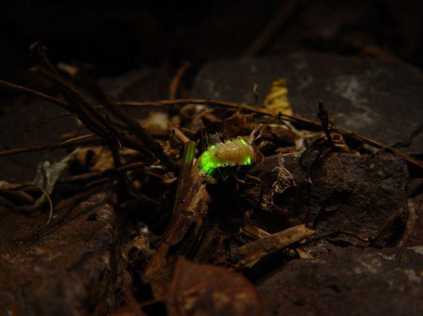 Vagalumes iluminam cavernas e cupinzeiros na Amazônia para atrair presas
