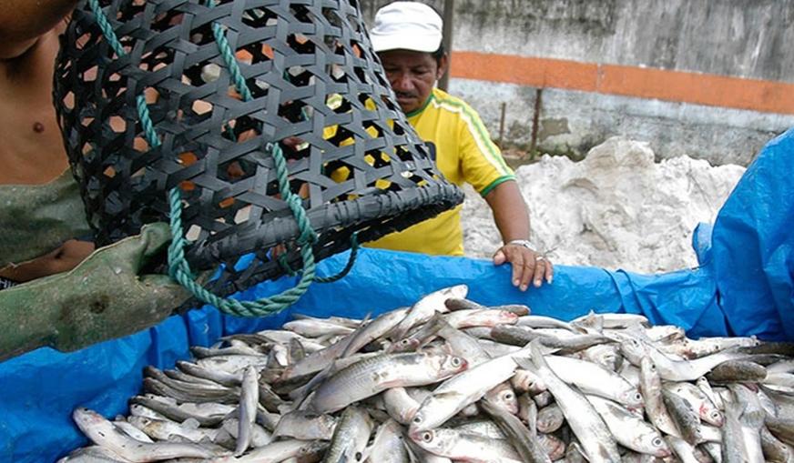 Pescadores cobram Ministério sobre suspensão de registros