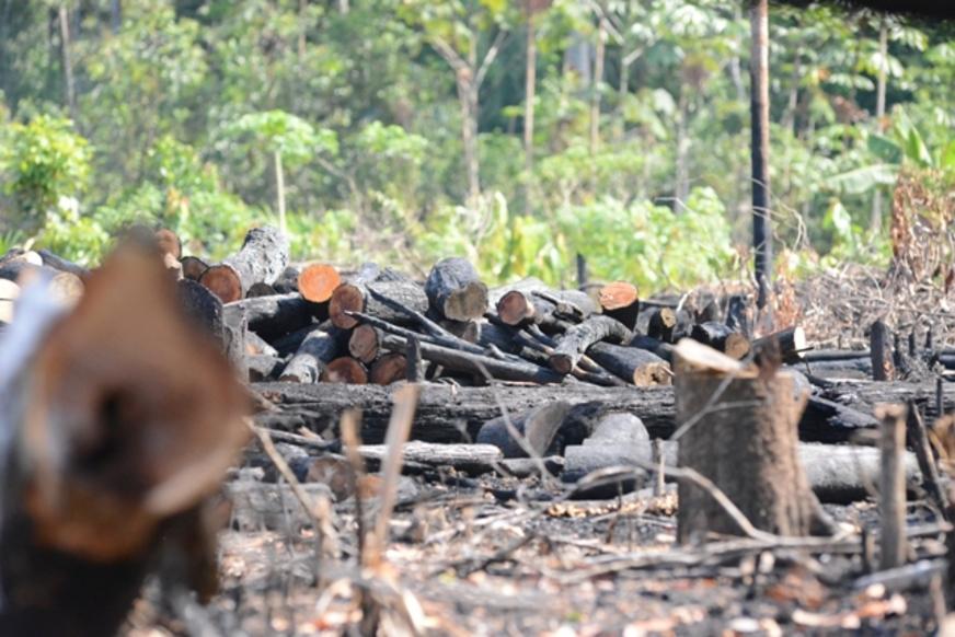 Demanda de Manaus abastece produção clandestina de carvão no interior do AM