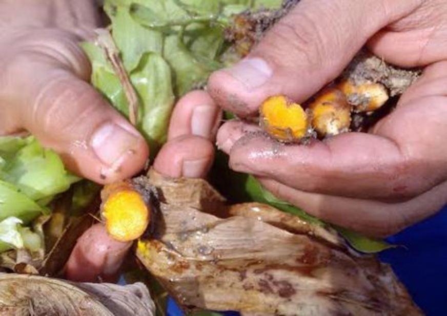 Fitoterápicos serão distribuídos em Unidades Básicas de Saúde de Manaus
