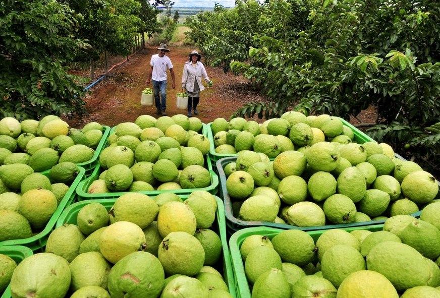 Semana Mundial de Alimentação aborda relevância para conservar o meio ambiente