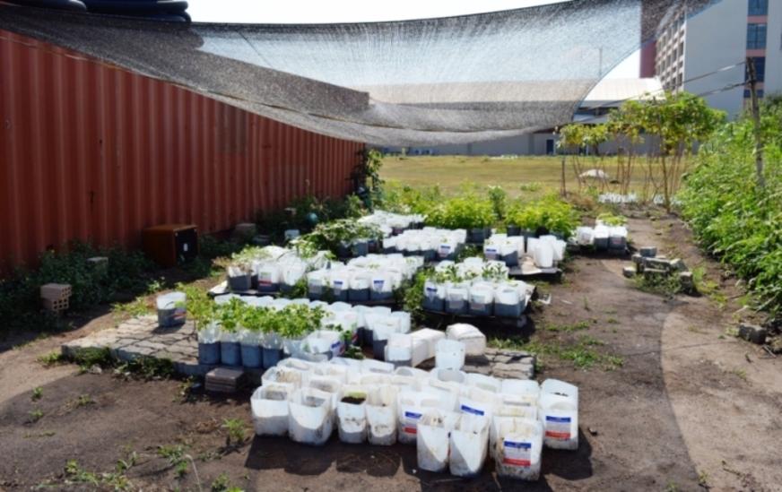 Hospital de Santarém transforma lixo em adubo e reduz gasto com alimentos