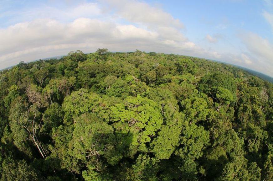 Pesquisa mostra que taxa de CO2 na atmosfera está estabilizada