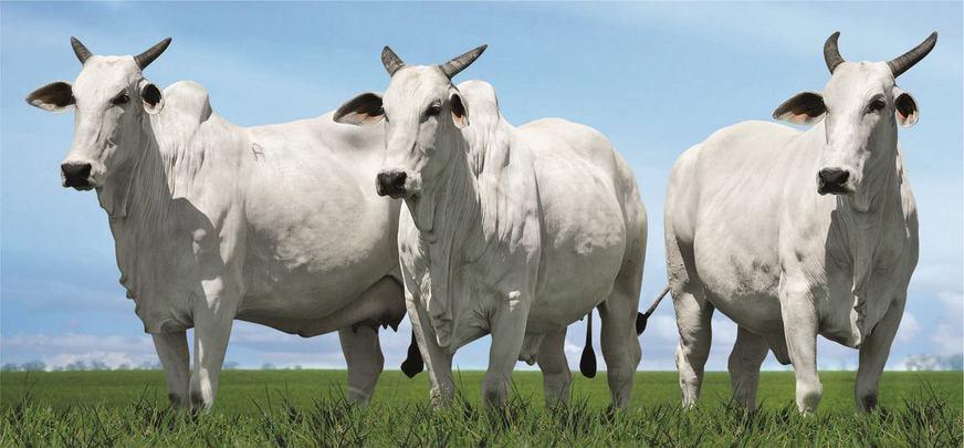 Setor pecuarista registra alta considerável em todo o Amazonas