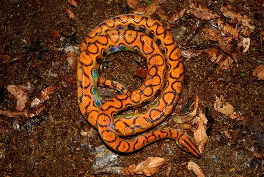 Jiboia comum e outra rara são roubadas de dentro do Museu da Amazônia
