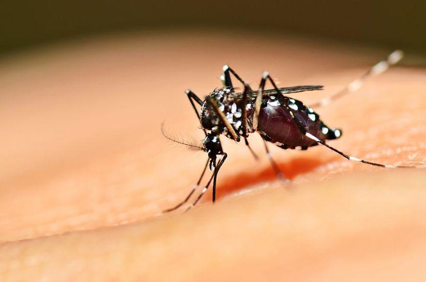 Fiocruz inicia produção de teste simultâneo de zika, dengue e chikungunya