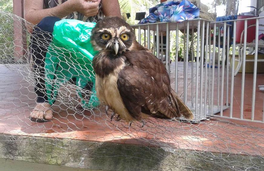 Ipaam atendeu ao resgate de 510 animais silvestres em 2016