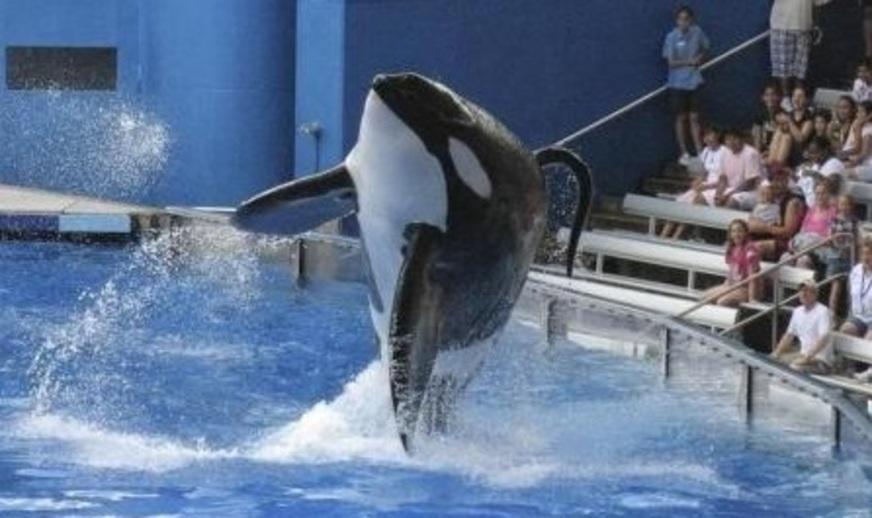 Morre baleia assassina do SeaWorld que inspirou documentário