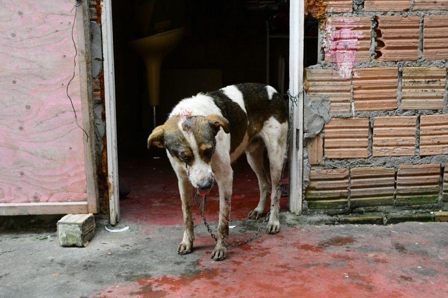 Cachorro espancado recebe atendimento veterinário e deve ficar com sequelas