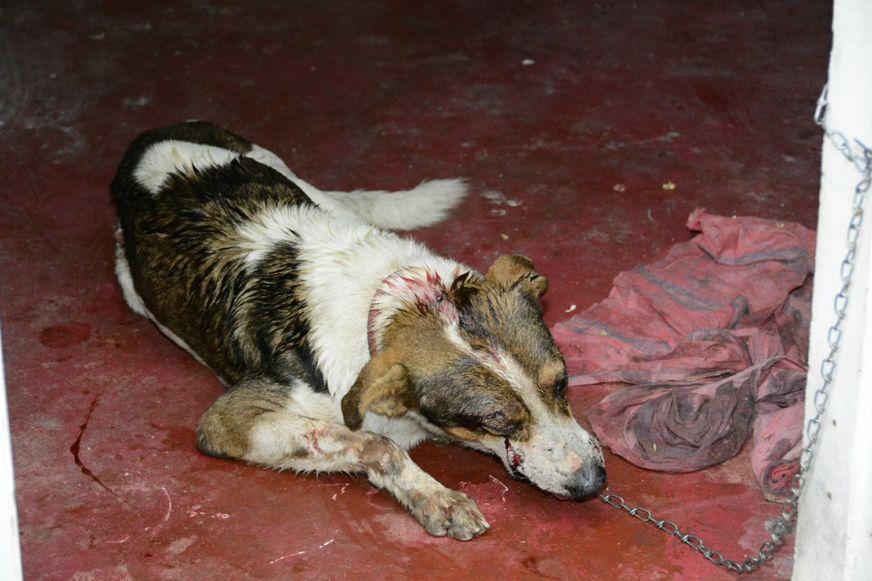 Cachorro é espancado a pauladas e donos pedem ajuda para salvar o animal