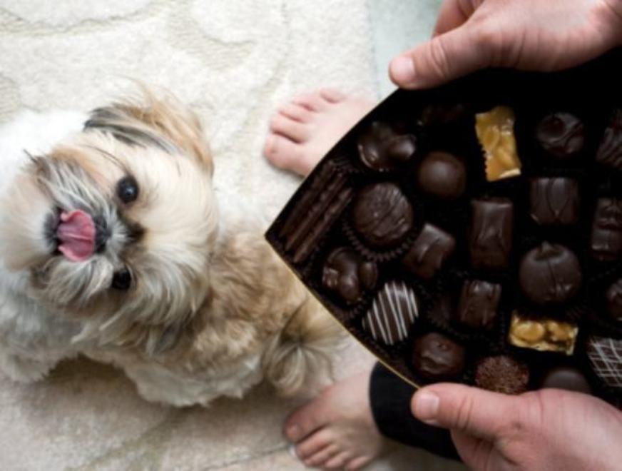 Veterinária afirma que chocolate pode causar danos a saúde de animais