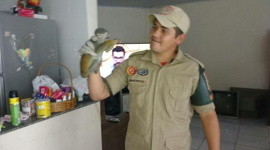 Macaco-de-cheiro dócil invade casa no Centro de Manaus e é resgatado por bombeiros