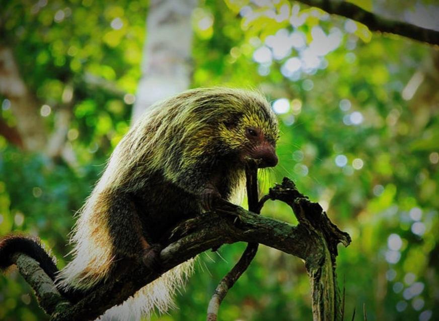Monitoramento em tempo real da fauna na Amazônia
