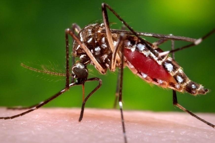 Casos de chikungunya aumentam 88% em um mês no Brasil