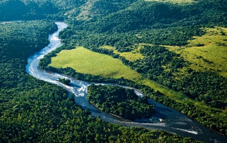 Nova espécie de sapo é descoberta por cientistas em São Paulo