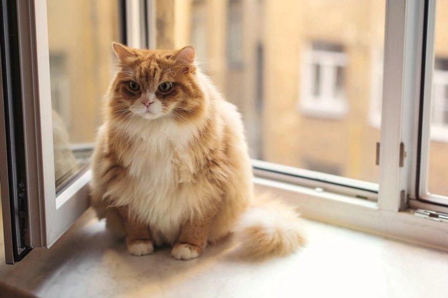 Diabetes: predisposição e risco para peludos