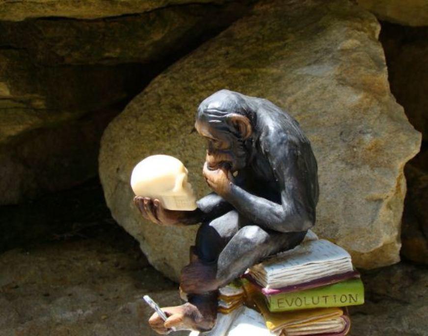Turquia retira teoria da evolução de Darwin do currículo escolar