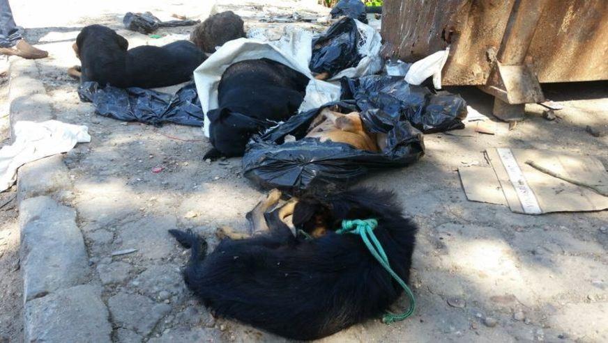 Prazo para Dema concluir inquérito sobre morte de animais é de um mês