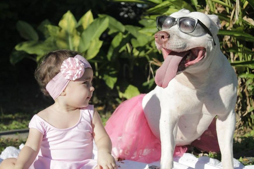 Sem medo: raça American Pit Bull Terrier era chamada de ‘cão-babá’