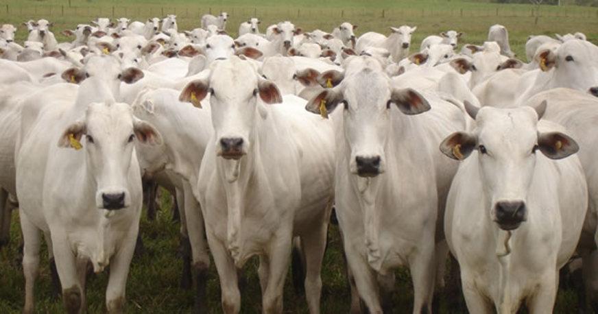 Abates de bovinos e frangos recuam no segundo trimestre do ano