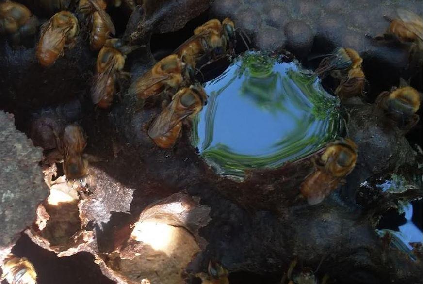 Estudo contribui para criação de abelhas sem ferrão no Estado do Amazonas