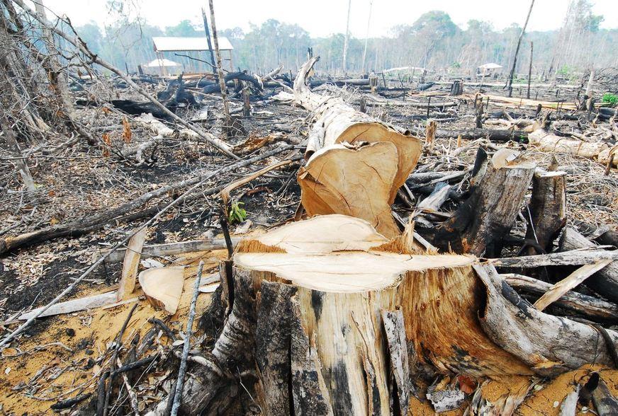 Em um ano, Amazonas desmatou equivalente a 135 mil campos da Arena da Amazônia