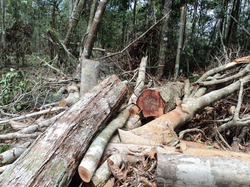 O interior do Amazonas e a Conferência do Clima na Alemanha