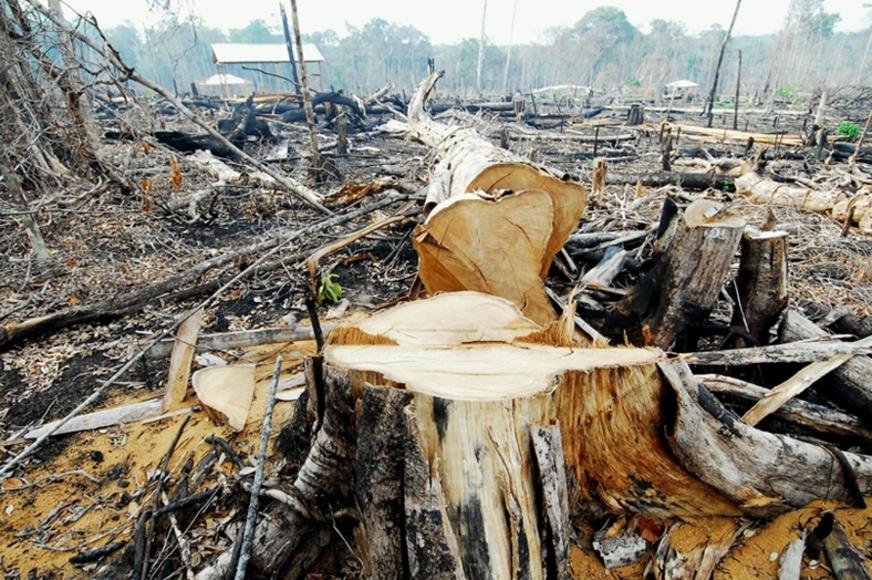MPF quer punição de 182 responsáveis por desmatamentos ilegais no Amazonas