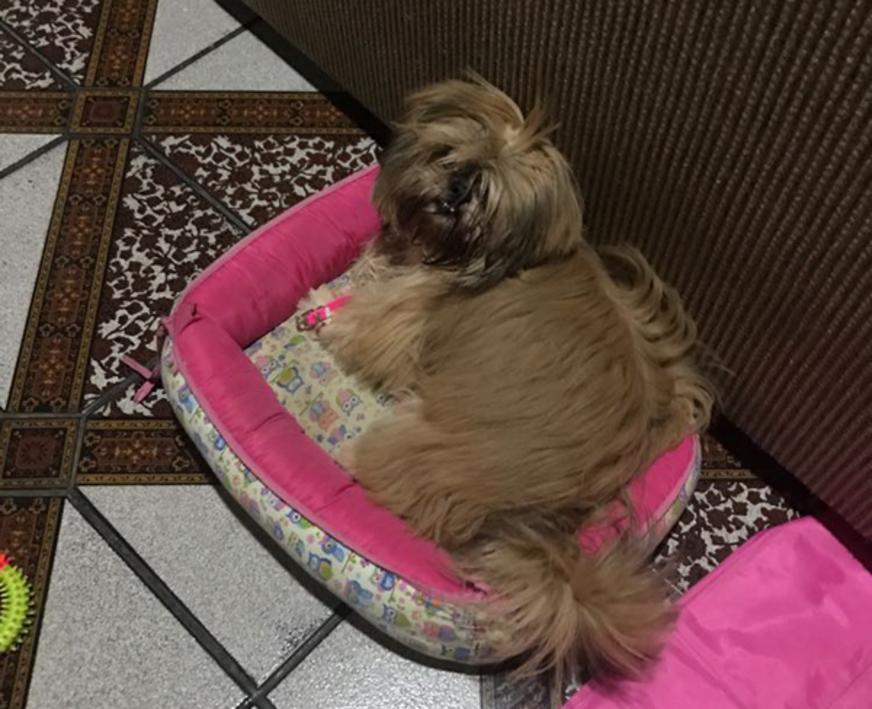 Cadela levada durante roubo é encontrada e seria vendida na internet, diz polícia