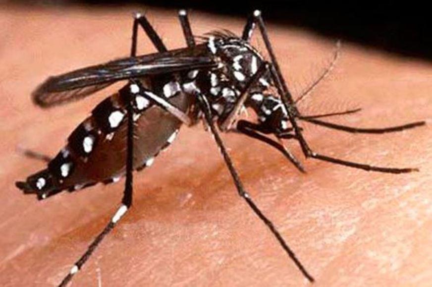 Empresa trabalha para validar vacina contra o Zika vírus