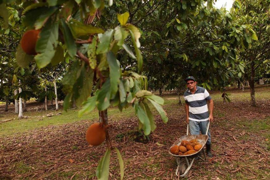 Autazes deve aumentar em 30% a produção de cupuaçu em 2018, estima Idam