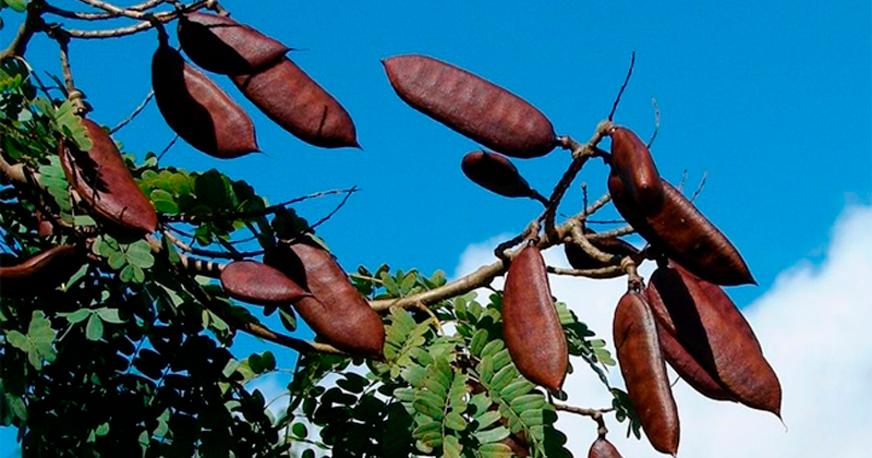Eterno potencial da flora regional