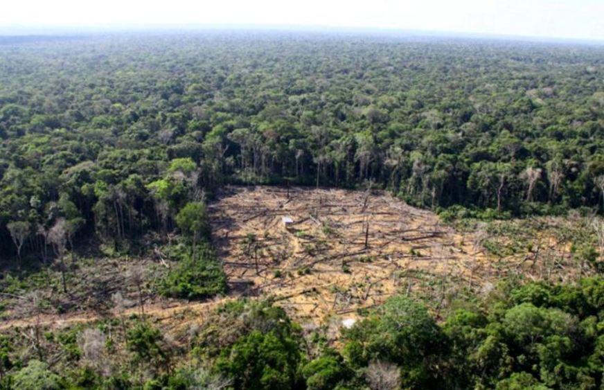 MPF pede anulação de licenças para extrair madeira e planos de manejo florestal no AM