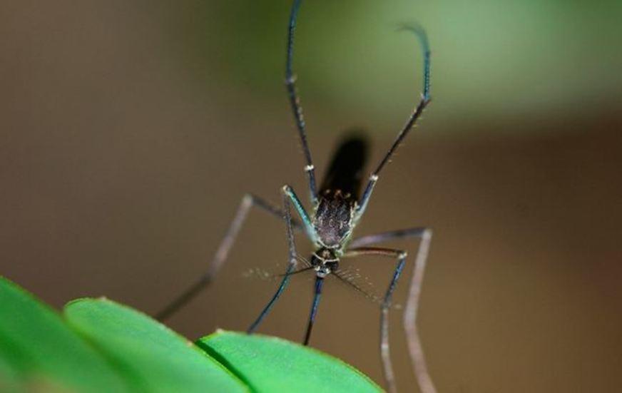 Mudanças climáticas aumentam risco de doenças transmitidas por mosquitos