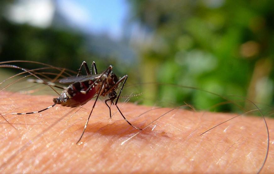 Dengue, chikugunya e zika em queda