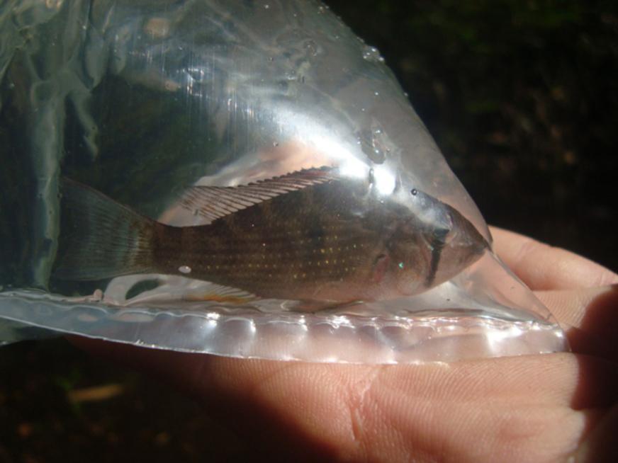 Pesquisa analisa importância de peixes da região na ciclagem de nutrientes