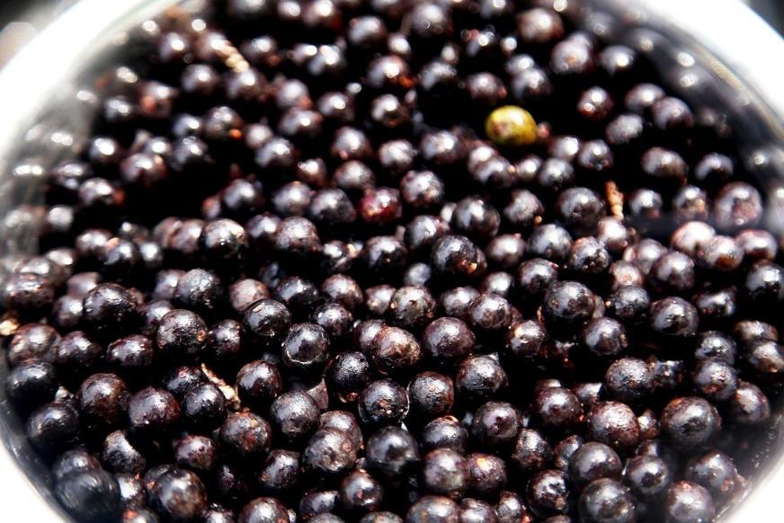 Açaí do Amazonas tem 80% mais antioxidantes que o do Pará, diz pesquisa
