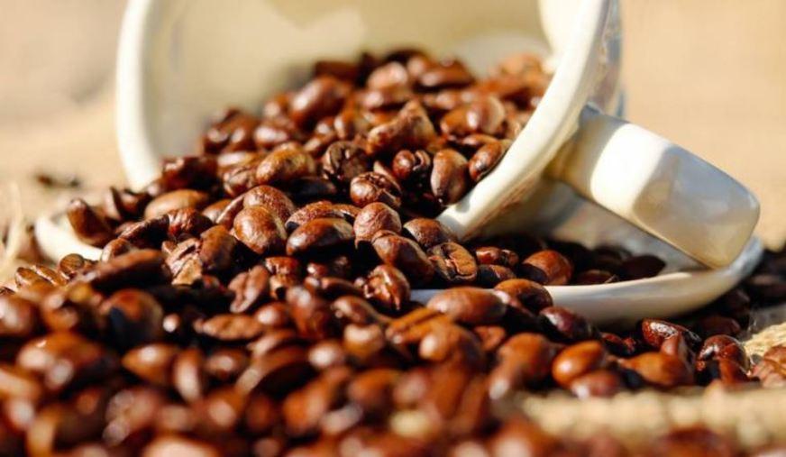 Embrapa desenvolve em Silves estudo sobre a produção de café na Amazônia