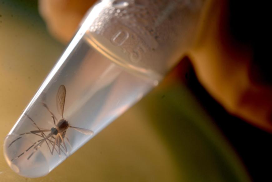 Amazonas tem 19 municípios em alerta ou risco para dengue, zika e chikungunya