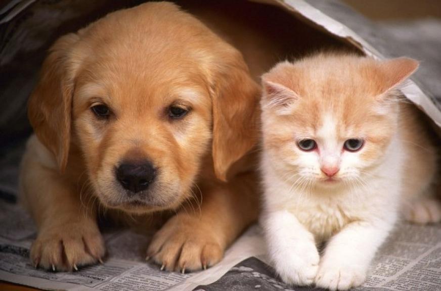 Projeto de lei quer multar em até R$ 3 mil quem maltratar animais em Manaus
