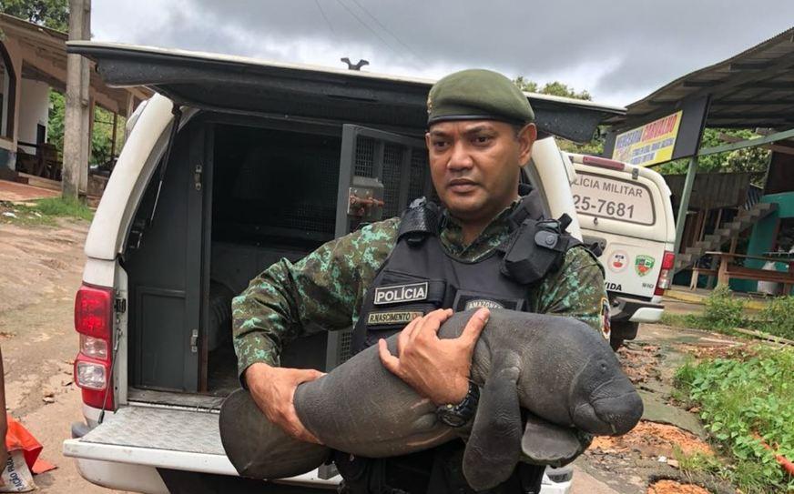 Filhote de peixe-boi com um mês de vida é resgatado em lago de Itacoatiara