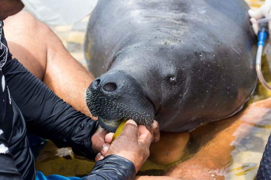 Peixe-boi da Amazônia é protagonista de websérie que exalta conservação da espécie
