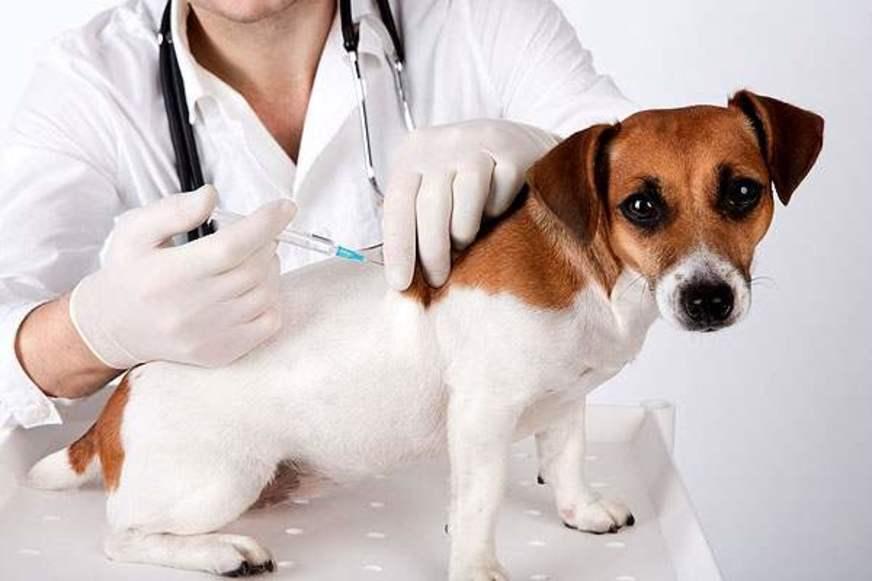 Cinomose em animais não precisa terminar em eutanásia