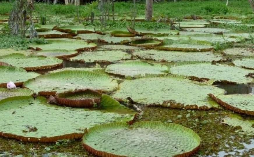 Vitória-régia e urtiga podem ser usadas como alimento funcional e fonte de nutrientes
