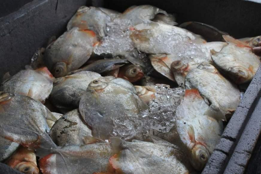 Ipaam e Sema doam meia tonelada de peixe às vítimas do incêndio no Educandos