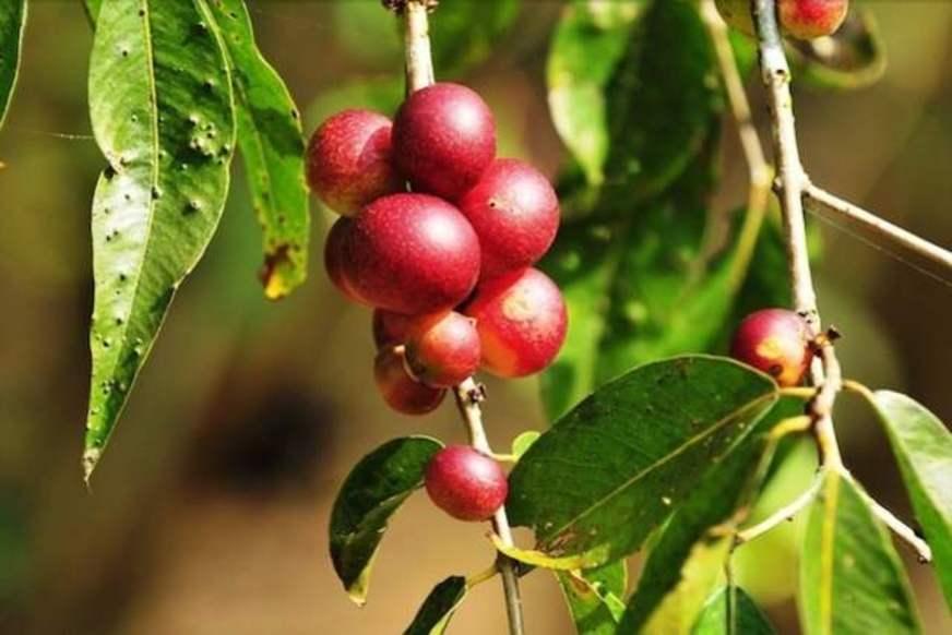 Fruto da Amazônia, Camu-camu é avaliado em pesquisa para tratamento de úlceras