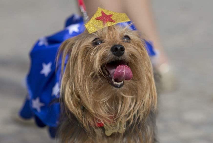 Carnaval em Manaus terá bloco para pets com concurso de fantasia e premiação