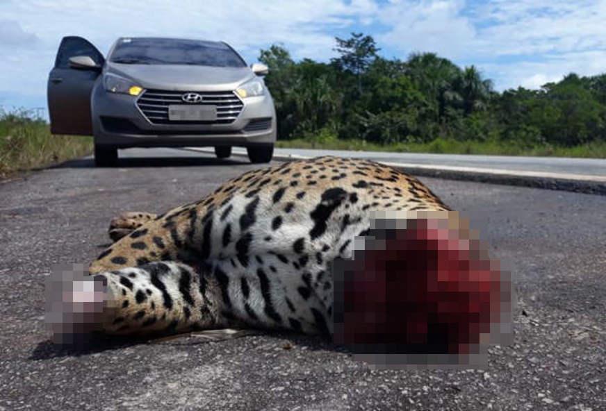 Onça é encontrada morta esmagada e sem cabeça e patas na rodovia BR-174