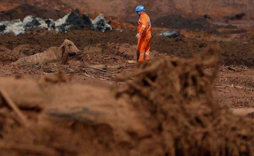 Ibama vê falha no salvamento de animais e aplica nova multa à Vale